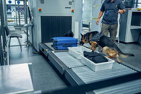 Narkotikasök med hund på flygplats